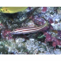 Hologymnosus rhodonotus Randall et Yamakawa, 1988