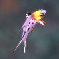 Bodianus anthioides (Bennett, 1832)