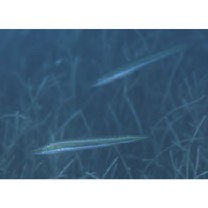 Cheilio inermis (Forsskal, 1775)