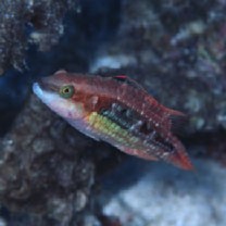 Oxycheilinus bimaculatus (Valenciennes, 1840)