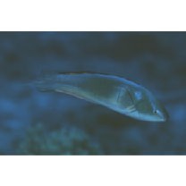 Cirrhilabrus melanomarginatus Randall et Shen, 1978