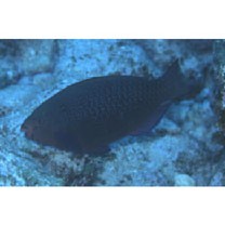 Scarus niger Forsskal, 1775