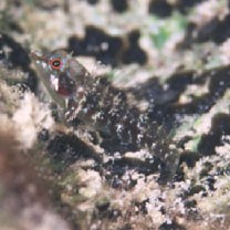 Enneapterygius philippinus (Peters, 1869)