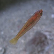 Trimma taylori Lobel, 1979