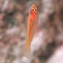 Trimma taylori Lobel, 1979