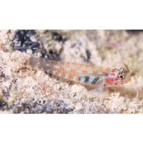 Eviota melasma Lachner et Karnella, 1980