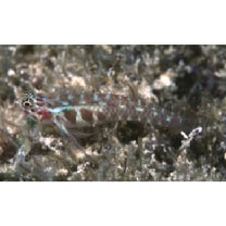 Eviota melasma Lachner et Karnella, 1980