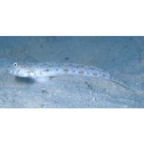 Echinogobius hayashii Iwata, Hosoya et Niimura, 1998