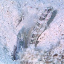 Cryptocentrus melanopus (Bleeker, 1860)