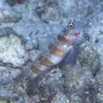 Amblyeleotris periophthalma (Bleeker, 1853)