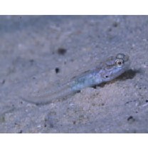 Amblygobius sp. A of Suzuki (2004)