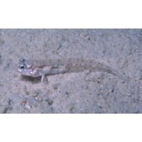 Echinogobius hayashii Iwata, Hosoya et Niimura, 1998