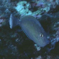 Naso brevirostris (Cuvier, 1829)