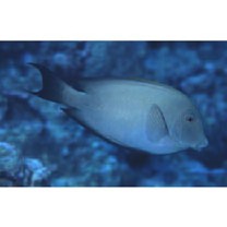 Ctenochaetus striatus (Quoy et Gaimard, 1825)