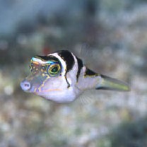 Canthigaster axiologa Whitley, 1931