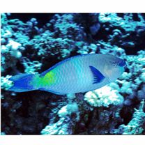 Scarus ferrugineus Forsskal, 1775