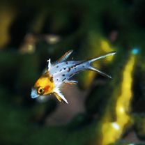 Bodianus anthioides (Bennett, 1832)