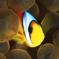 Amphiprion bicinctus Ruppell, 1828