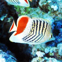 Chaetodon paucifasciatus Ahl, 1923