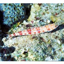 Synodus dermatogenys Fowler, 1912