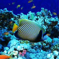 Pomacanthus imperator (Bloch, 1787)