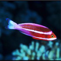 ストライプト・アンティアス