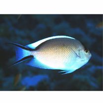 Genicanthus caudovittatus (Gunther, 1860)