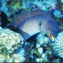 Gymnothorax nudivomer (Gunther, 1867)