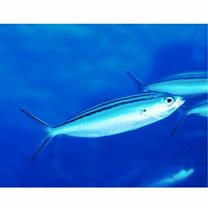 ストリエイテッド・フュージラー