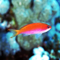 ストライプト・アンティアス