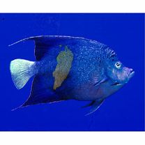 Pomacanthus maculosus (Forsskal, 1775)