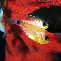 Taeniamia fucata (Cantor, 1850)