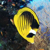 Chaetodon fasciatus Forsskal, 1775