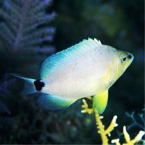 Hypoplectrus unicolor