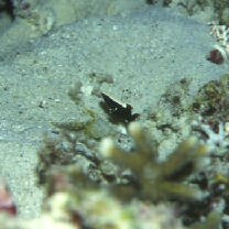 Lotilia klausewitzi Shibukawa, Suzuki et Senou, 2012