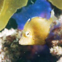 Rudarius ercodes Jordan et Fowler, 1902