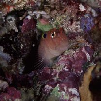 Cirripectes auritus Carlson, 1981