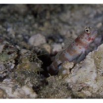 Amblyeleotris periophthalma (Bleeker, 1853)