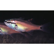 Ostorhinchus semilineatus (Temminck et Schlegel, 1843)