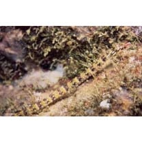 Corythoichthys haematopterus (Bleeker, 1851)