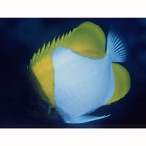 Hemitaurichthys polylepis (Bleeker, 1857)