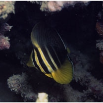 Zebrasoma veliferum (Bloch, 1795)