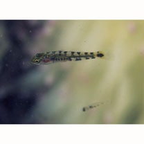 Chaenogobius gulosus (Sauvage, 1882)