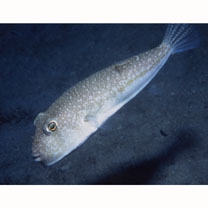 Torquigener brevipinnis (Regan, 1903)