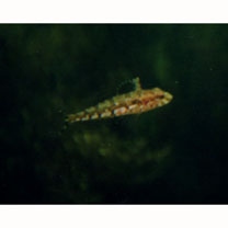 Pseudoblennius cottoides (Richardson, 1848)