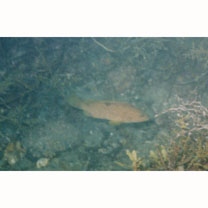 Epinephelus akaara (Temminck et Schlegel, 1842)