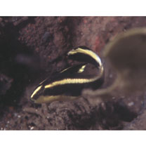 Diagramma pictum (Thunberg, 1792)