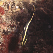 Diagramma pictum (Thunberg, 1792)