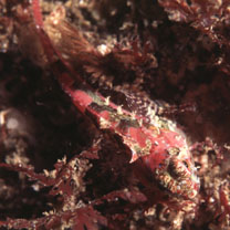 Furcina osimae Jordan et Starks, 1904