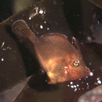 Rudarius ercodes Jordan et Fowler, 1902